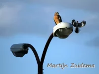 Florida roodschouderbuizerd [Buteo lineatus extimus]